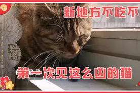 猫咪到新地方换新主人它不吃不喝，有啥好办法让它吃东西吗