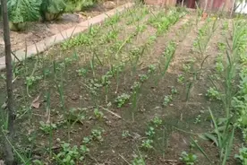 蒜地里套种小菜，明年春天吃不完视频封面