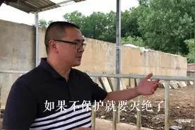 汉中大哥：宁强矮马和大熊猫一个级别的，不保护就要灭绝了视频封面
