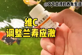 兰寿有轻微应激反应，可用维C进行调整，喂颗粒饲料的鱼友要注意视频封面