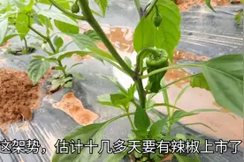 辣椒种下20天，发现已经开花下果了，农民却愁了，为啥呢视频封面
