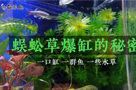 蜈蚣草怎么养不会烂根，适合新手鱼缸的阴性水草，蜈蚣草爆缸秘密视频封面