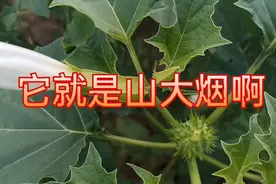 农村老人管它叫山大烟，有一种特殊的味道，小时候经常摘下来玩视频封面