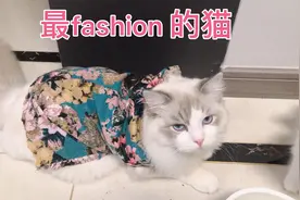 用不穿的花裤子给猫咪做了几件衣服，猫咪们穿上太时尚太可爱了！视频封面