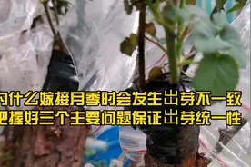 为什么嫁接月季会发生出芽不一致！把握“三个”问题确保出芽统一
