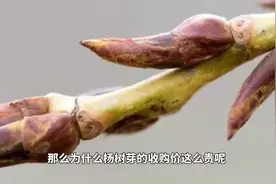 杨树芽成了宝，晒干后一斤高达几十元，到底有什么用途？视频封面