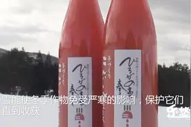 中国人到日本，实拍日本人的雪地蔬菜什么样？日本人引以为傲