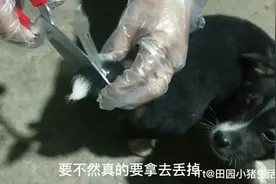 捡的小狗尾巴尖有白毛，老年人说不吉利，最终狠心把白色部分剪掉视频封面