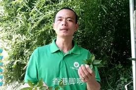 夏天:脚痒、脚臭、香港脚，别担心，农村的布惊叶泡一泡效果好。视频封面