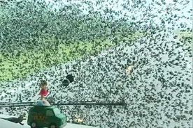 实拍：美国佛罗里达州蚊虫泛滥成灾 车窗被蚊虫布满黑压压一片视频封面