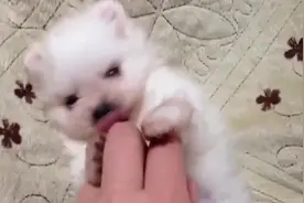小奶狗被主人按倒很生气，奶凶奶凶的抓着主人的手就咬视频封面
