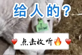 牛羊布鲁氏杆菌病，是怎么传染给人的？视频封面