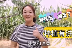 农村菜园种绿菜了，菠菜，油菜，品种不同种植方法也不同视频封面