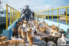 世界上猫最多的两个地方，猫多达50000只，简直是爱猫人士的天堂视频封面
