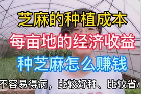 种植芝麻要投入多大成本？能产出多少经济效益？有哪些注意事项？视频封面
