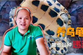 养乌龟选品种要小心，有些违法不能碰！千万要注意视频封面