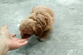 泰迪和中华田园犬后代，好可爱！视频封面