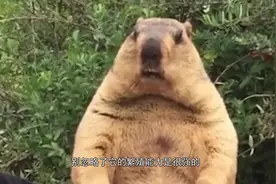 土拨鼠可以当宠物养吗？你能驾驭得了这种动物吗？视频封面