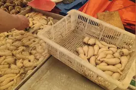 日照进入旅游旺季，石臼市场一片繁忙，有好多海鲜叫不出来名字？视频封面