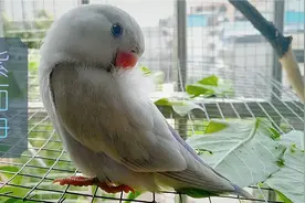 【牡丹鹦鹉】品种介绍之紫面伊莎