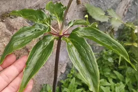 菜园边种着一公斤1000多块钱的名贵药材，是味难得的良药视频封面