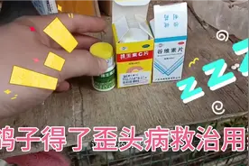 鸽子得了病后常常歪着头站也站不稳，用药救治方法介绍。视频封面