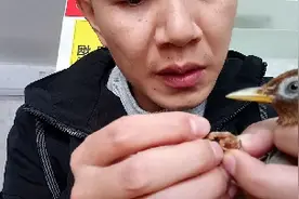 心爱的画眉鸟脚受伤了。给他做个小手术。