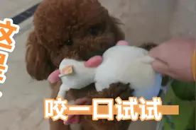 宠物泰迪狗狗玩玩具，最后发生了啥？大家都傻眼了
