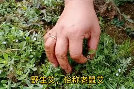 舍尖上的美食，用野生艾草(俗称老鼠艾)，做糍粑，孩子们抢着吃视频封面