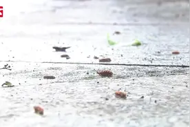 街边树上惊现大量毛毛虫，掉落路人身上，园林治理有“妙招”视频封面