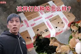 第一次快递种兔，这样打包能安全到达吗？快递公司不包成活！视频封面