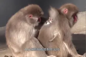 给公猴配了母猴，天天黏在一起，饲养员：单身的我看不下去了视频封面