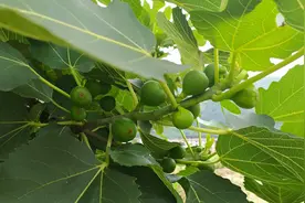 无花果叶煮水，可厉害了，它的几个妙用我们一起了解下吧视频封面