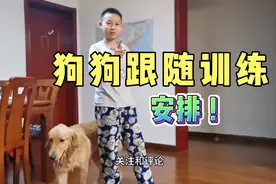 训狗十八招之狗狗跟随训练，小主人费尽心思训，金毛听话吗？围观视频封面