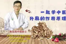 升麻并不苦寒却能解热毒，它是如何做到的，请看中医为您分析讲解视频封面