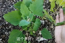 地里有两种灰菜，红色的不能吃，有毒，千万不要乱吃！