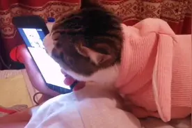 猫咪有多喜欢男主人，看了视频就知道，第二弹