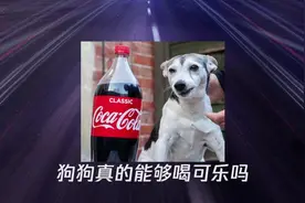 狗狗能喝可乐吗，狗狗喝可乐的坏处视频封面