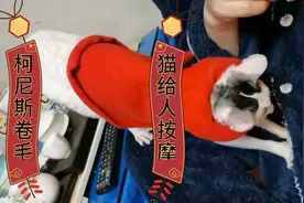 全程8分钟一刻不停地给主人按摩的猫咪|反正我是被感动到了！视频封面