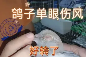 鸽子得了单眼伤风，这样治疗比较快，两三次好转啦视频封面