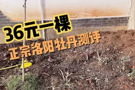 测评｜花卉市场询价180元 网购36元一棵正宗洛阳牡丹到底怎样？视频封面