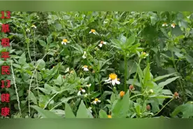 白花鬼针草药用功效：清热解毒，利湿退黄。视频封面
