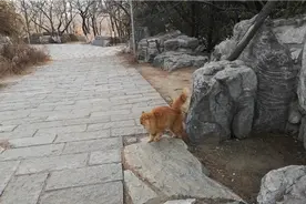 上才艺！用天津话说摸猫毛