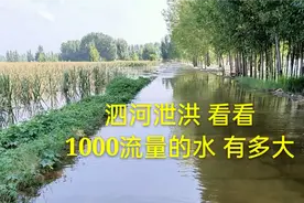 济宁泗河泄洪上水了 ，看看水的流量有多大 ，到现场去看看实景