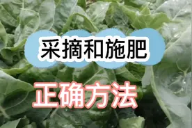 采摘和施肥有正确的方法才能一茬接着一茬一一中花芥兰视频封面