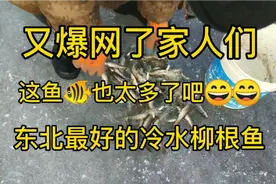 东北最好吃的冷水鱼，柳根鱼嘎嘎好吃🐠🐠🐠视频封面