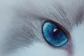 蓝色眼睛的猫你见过吗？