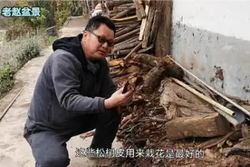栽培兰花什么质料最好？松树皮乡下到处都有！视频封面