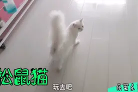 一只拥有松鼠一样大尾巴的猫咪，大家有喜欢的吗？视频封面