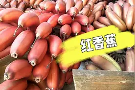 广西产的红香蕉好漂亮，种三年才能收获一次，产量少，你吃过吗视频封面